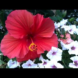 Meet your Posher, Ginger